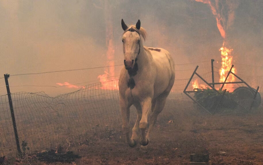 Ведь можно переселить, а не убивать