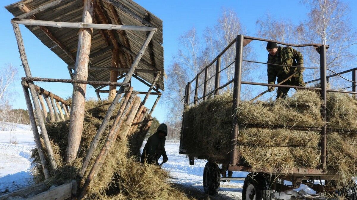 Охрана для ёлок