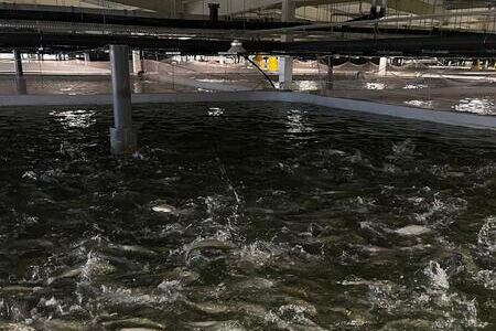 Рыба с большими планами