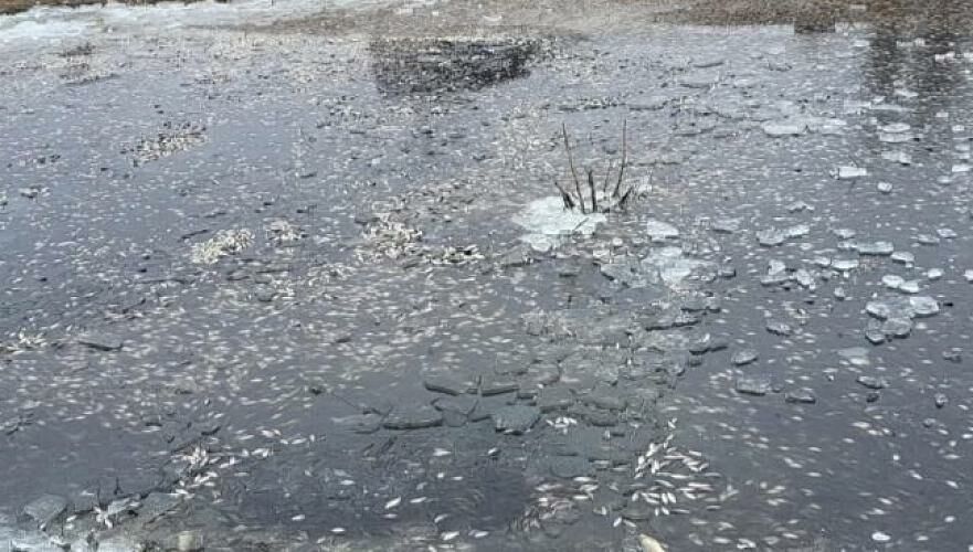 Скопление молоди рыб выявили на водоканале Баксай в Атырауской области