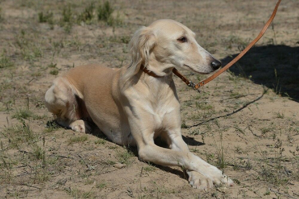 Казахская национальная порода собак тазы получила патент