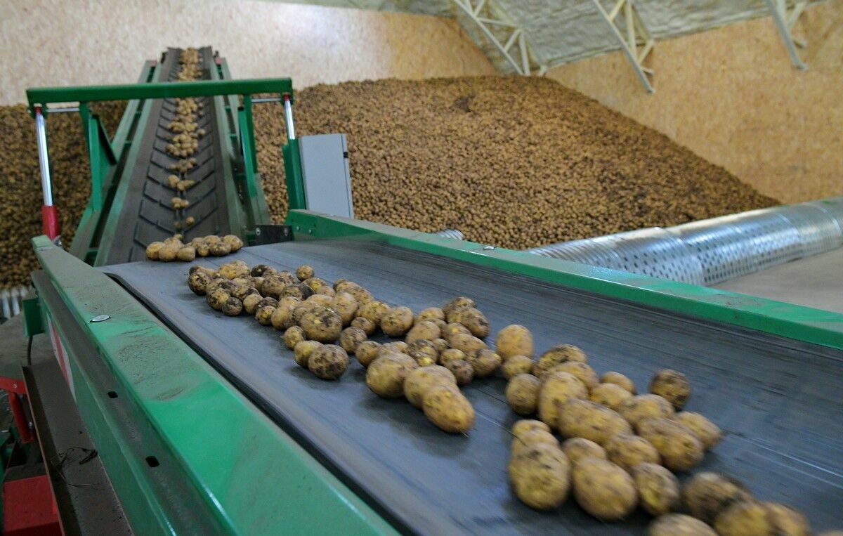 Казахстан ограничит вывоз картофеля в третьи страны на полгода