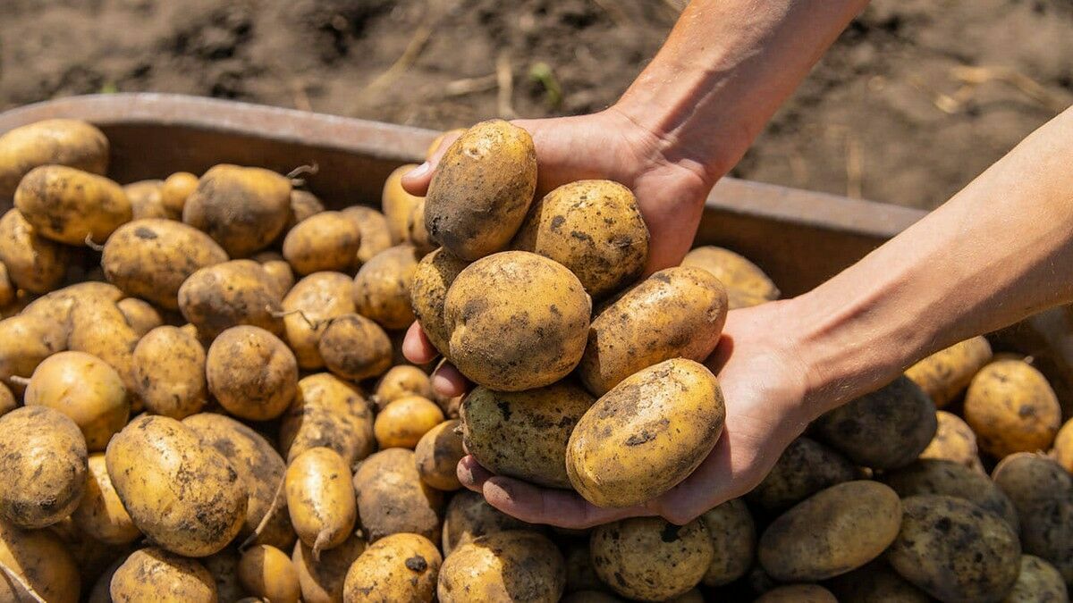 Вывоз картофеля в третьи страны ограничили в Казахстане