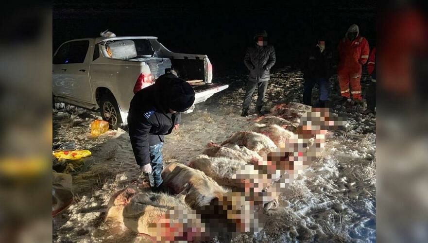 10 туш сайги обнаружили в автомобиле в Актюбинской области