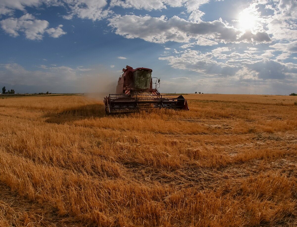 Зерном теперь не побравируешь