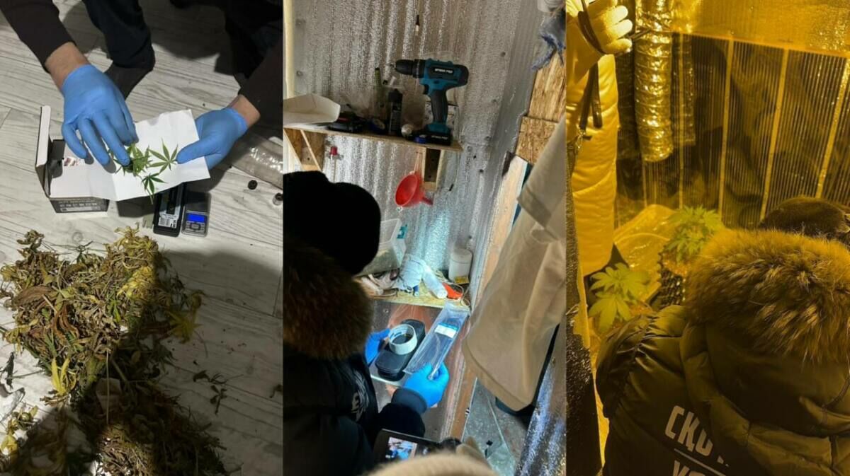 Весёлые сорняки