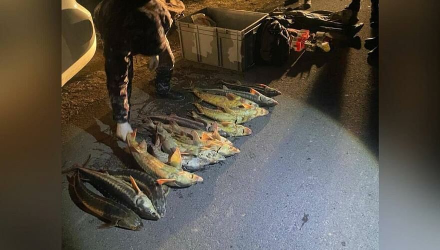 Краснокнижного осетра и туши уток обнаружили в автомобиле в Мангистауской области