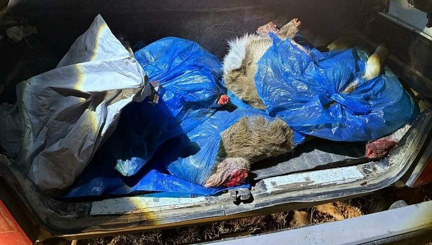 Факт незаконной охоты выявлен в Алматинской области