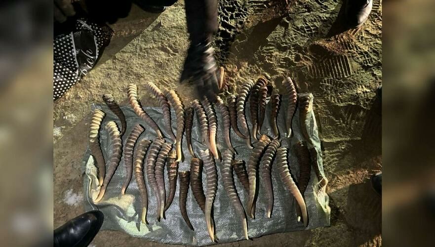 34 рога сайгака изъяли из автомобиля в Кызылординской области