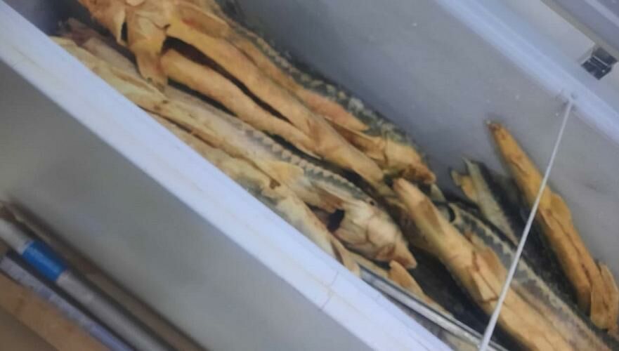 Более 500 кг незаконно хранившейся рыбы изъяли в Мангистауской области