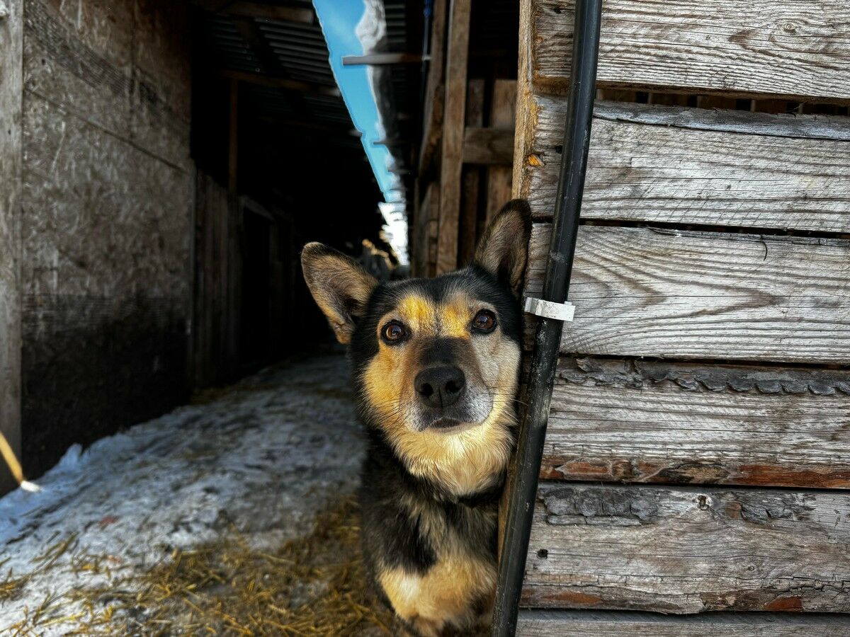 Собачья жизнь и мрачные перспективы – Фото №6