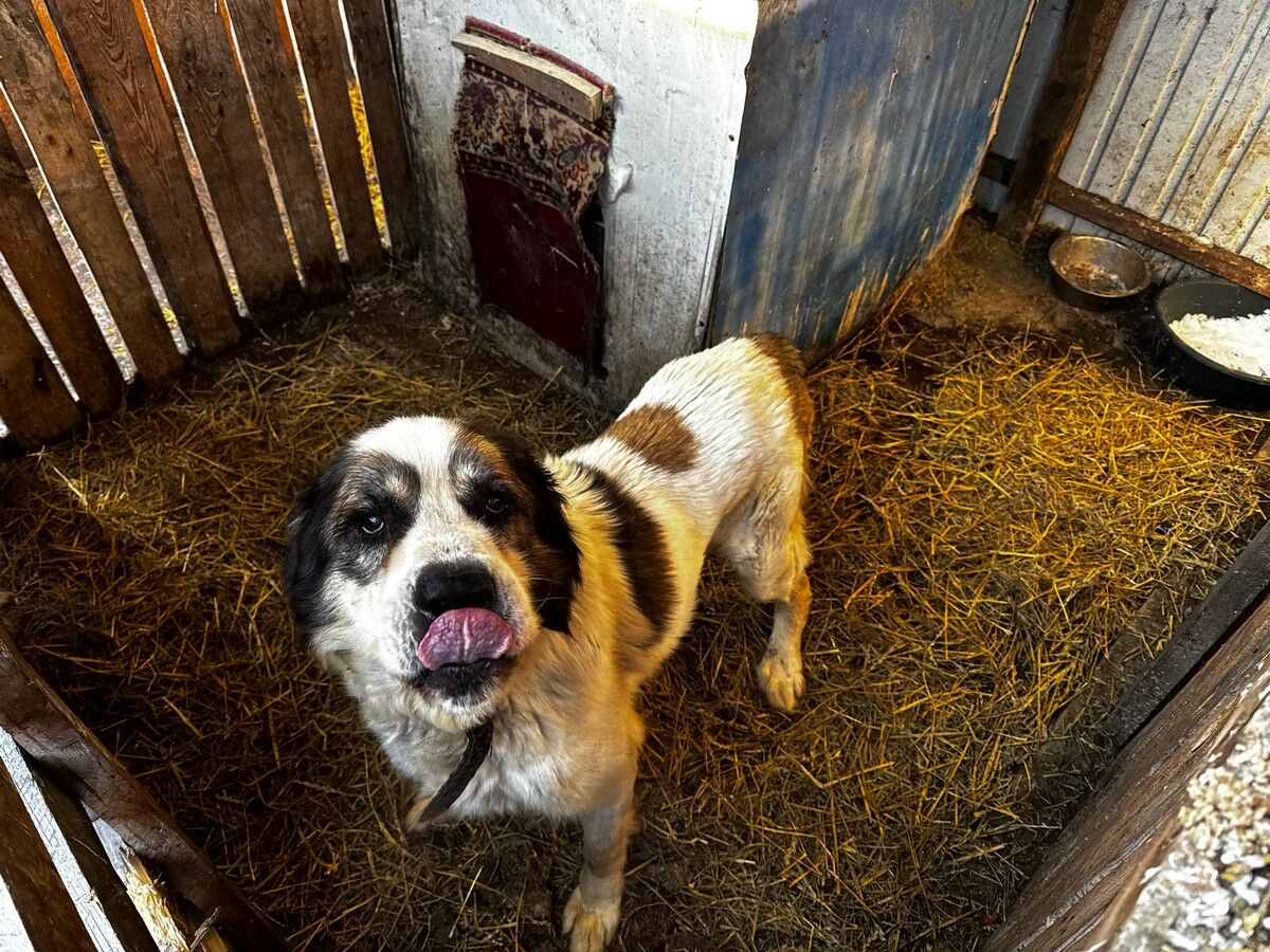 Собачья жизнь и мрачные перспективы – Фото №2