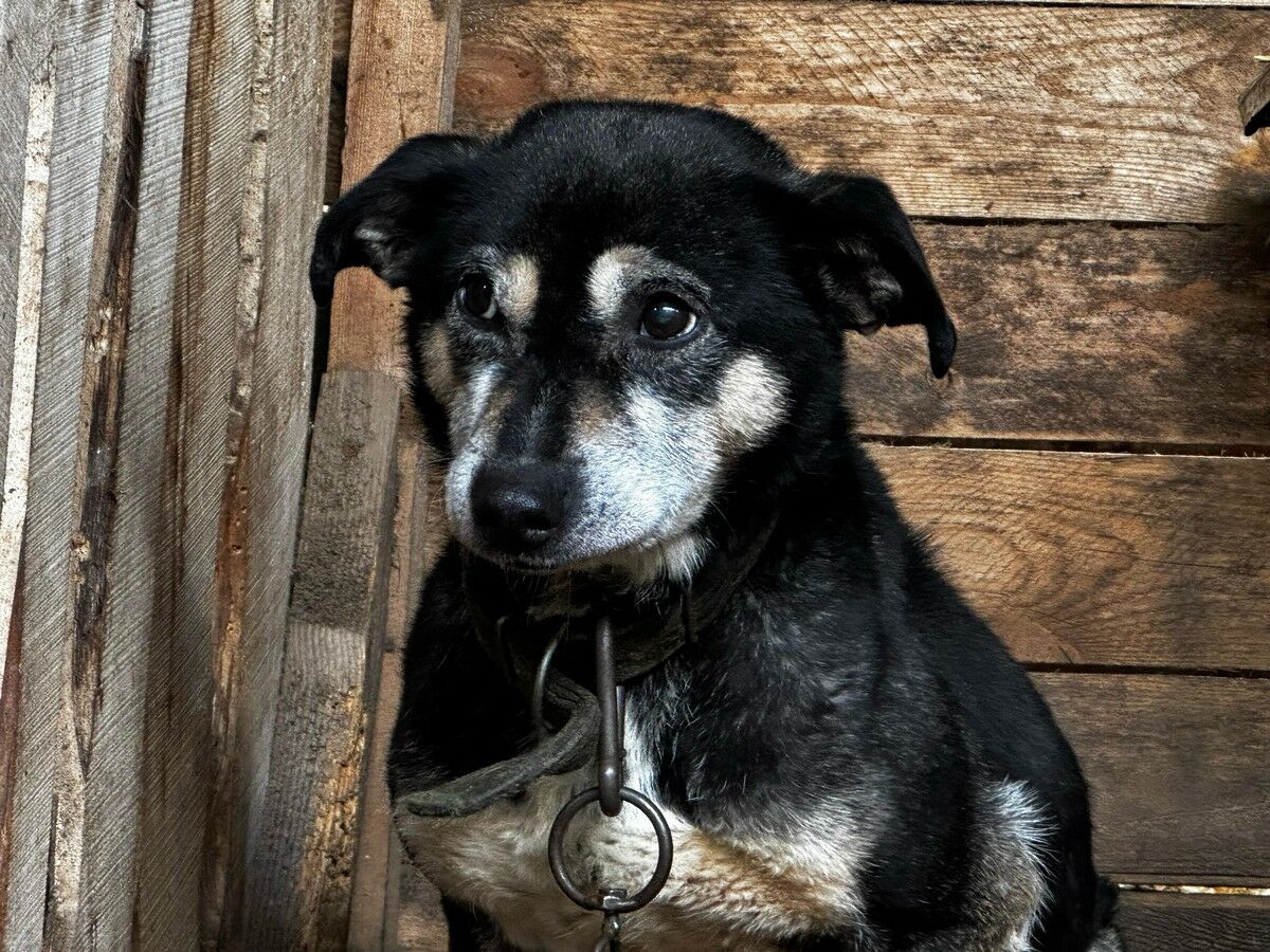 Собачья жизнь и мрачные перспективы – Фото №1