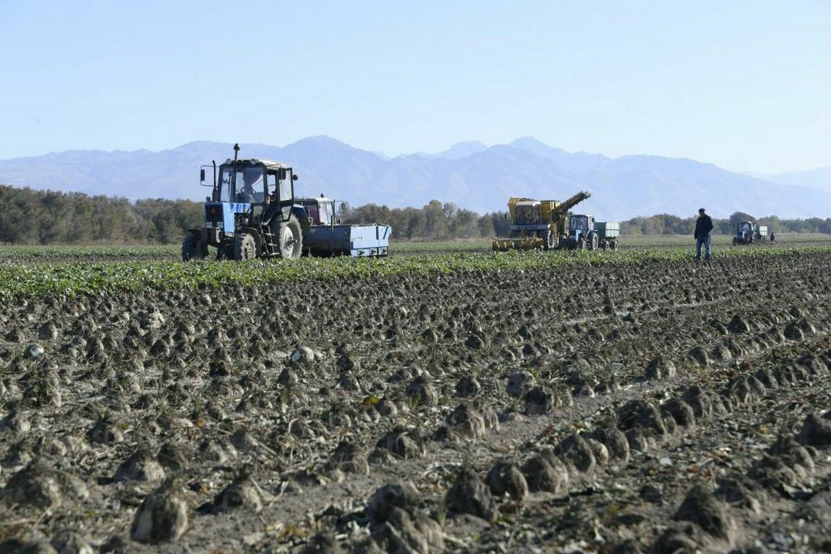 Объем валовой сельхоз продукции Казахстана вырос в 1,8 раза за шесть лет