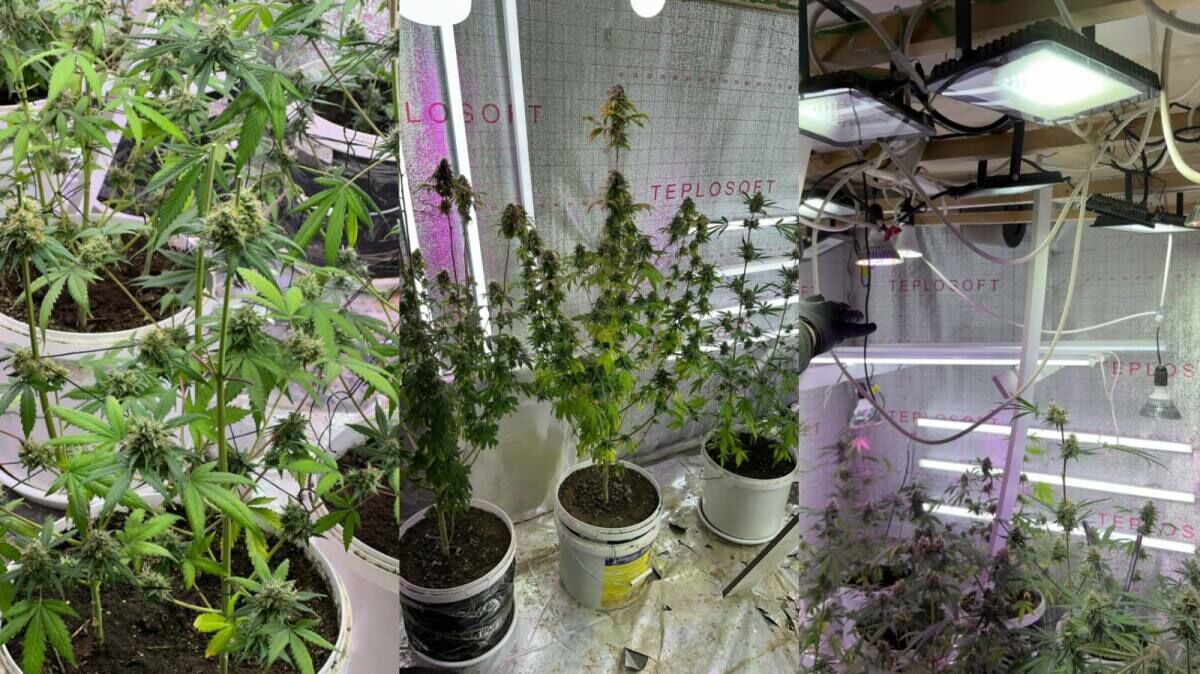 Вместо мебели - трава