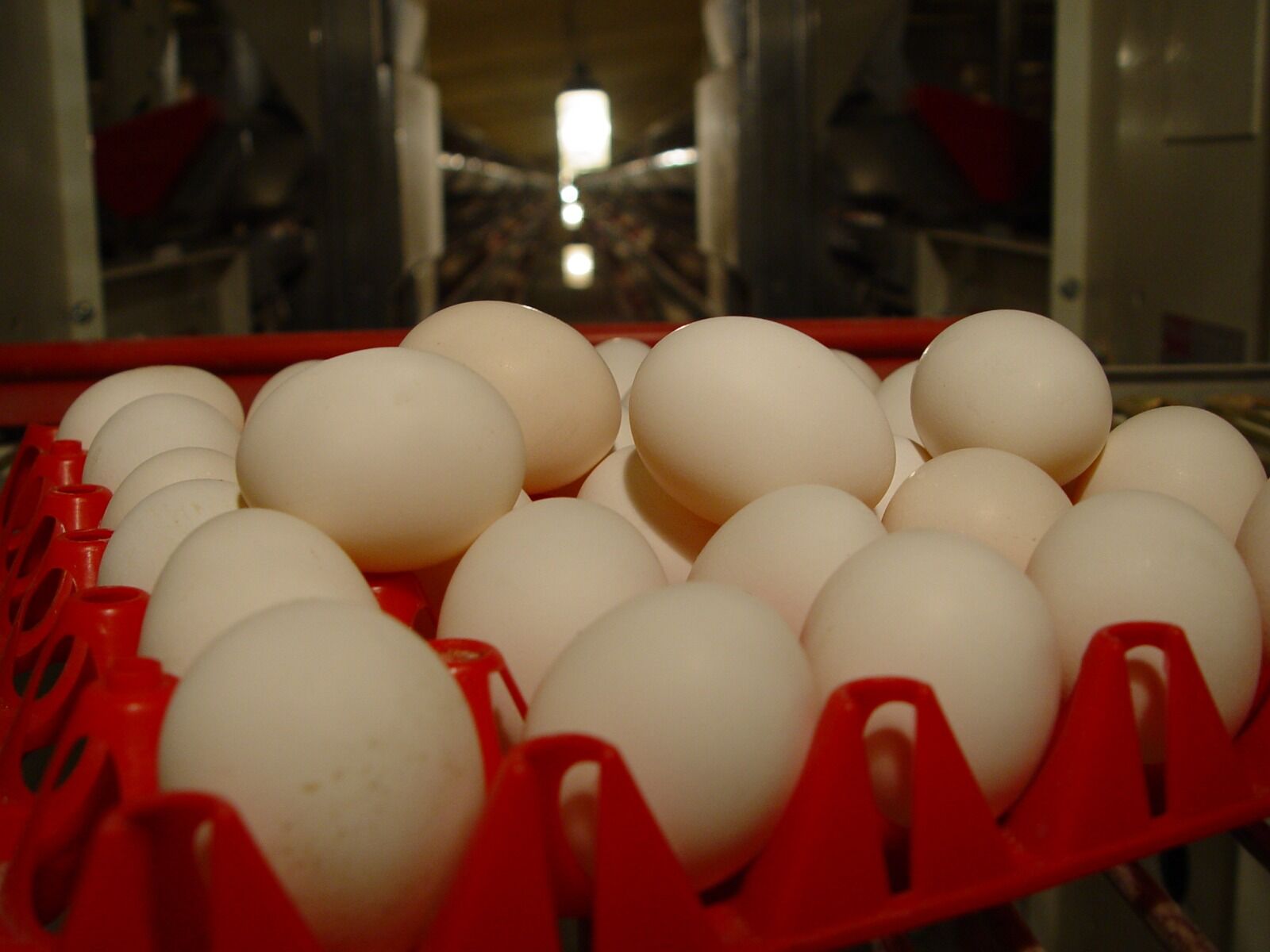 Катитесь со своими яйцами