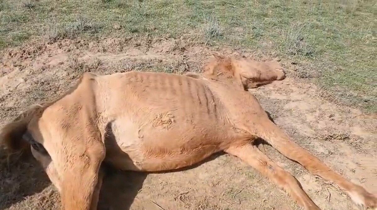 Крайними пока назначены клещи