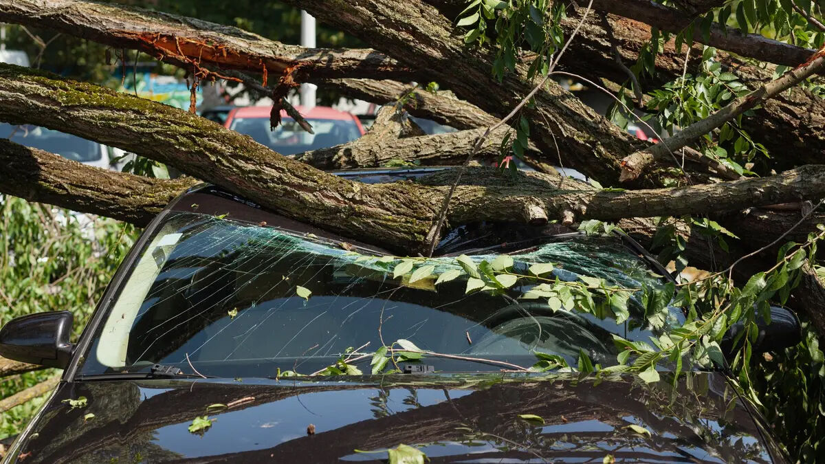 Истец-молодец