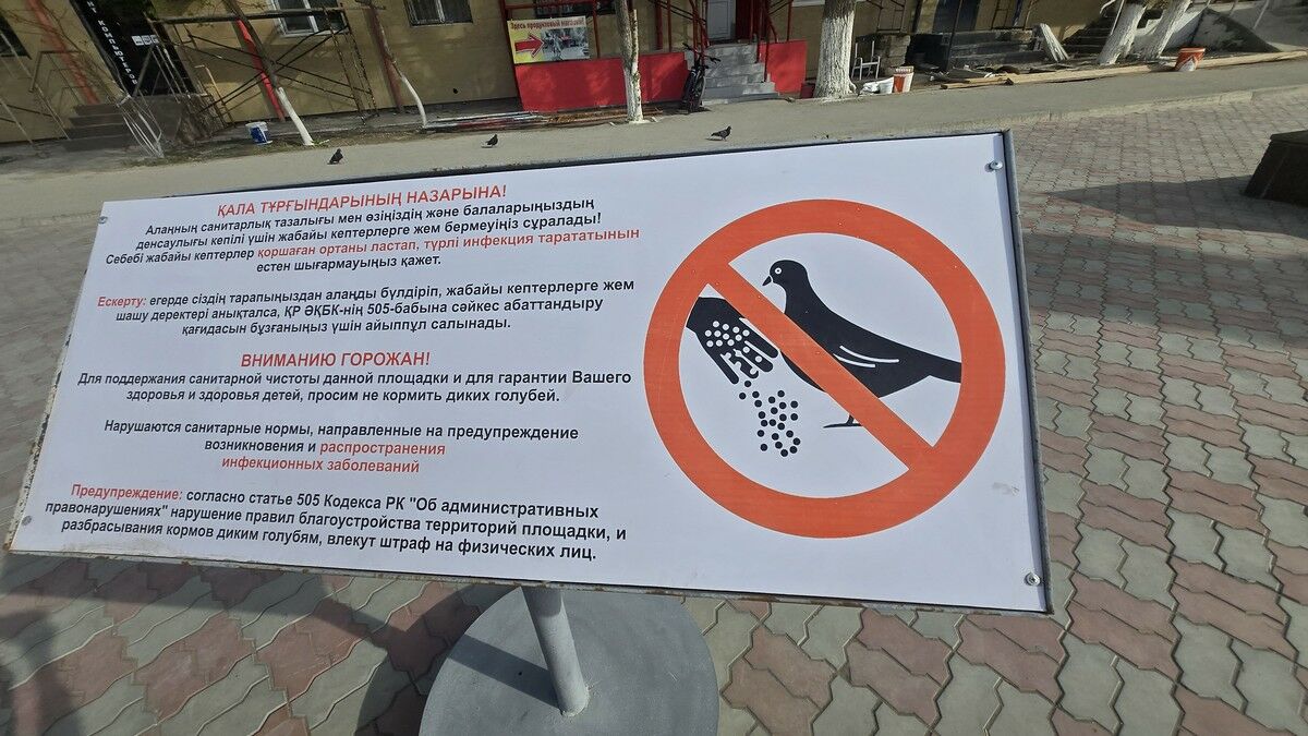 Не кормите диких голубей!