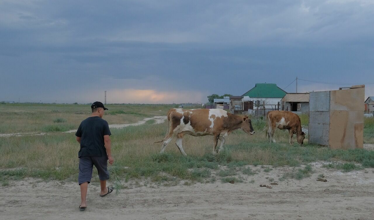 Сайт для пресечения кражи скота создан в Казахстане