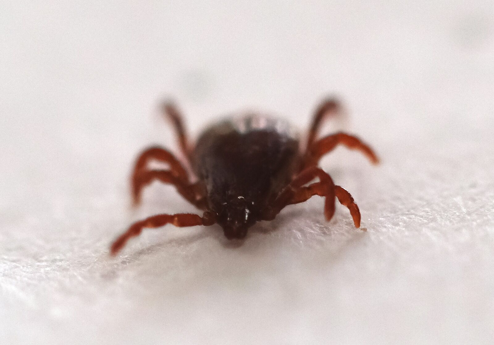 Минусы весны