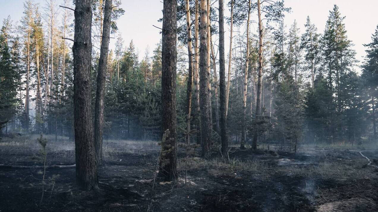 Кто не высадил, того посадят?