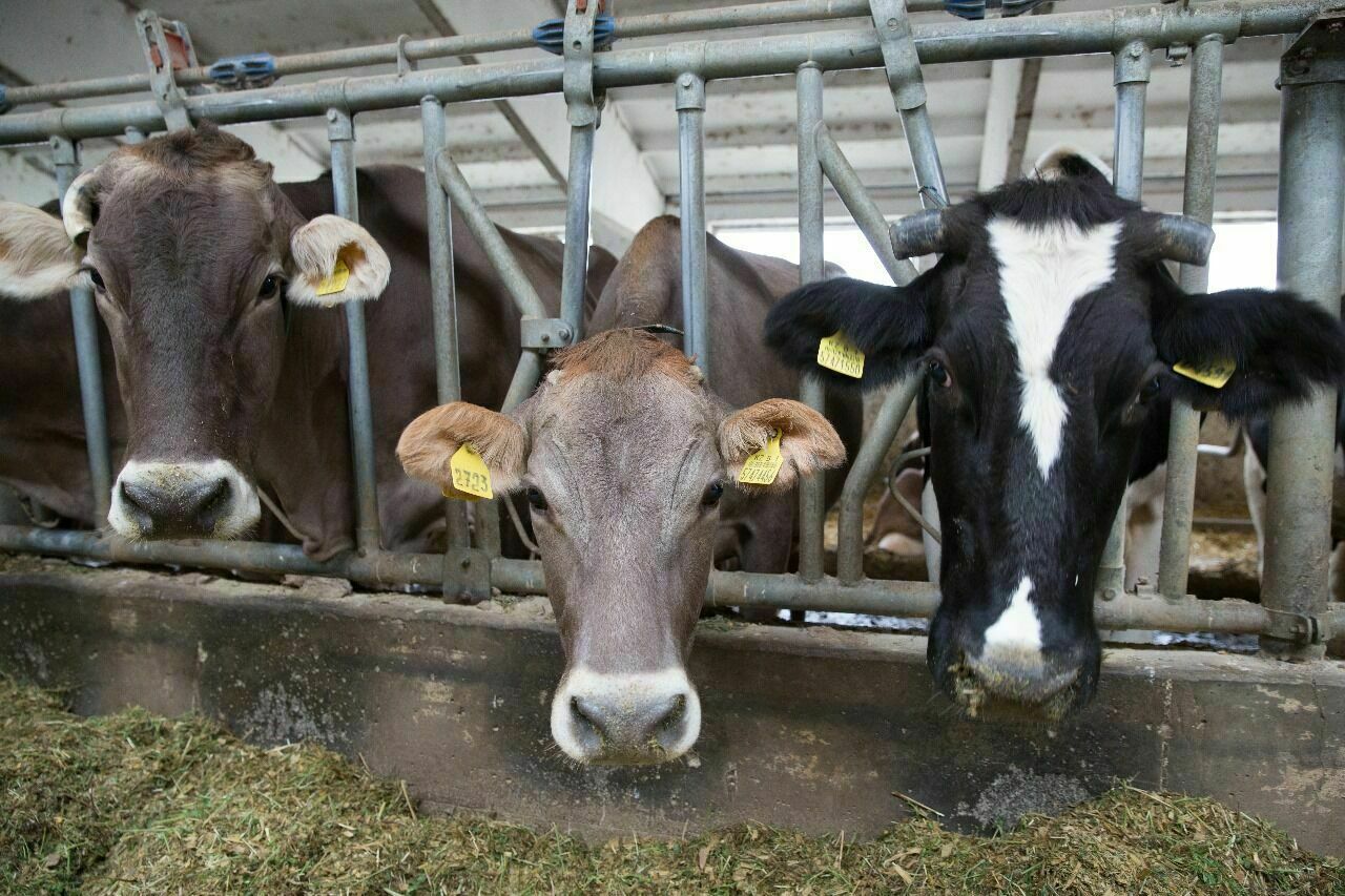 Казахстан ввел запрет на вывоз бычков КРС сроком на три месяца