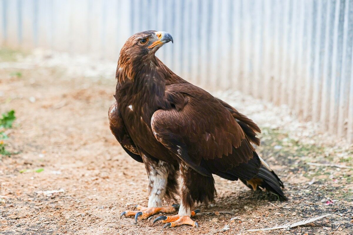 Беркут особого назначения