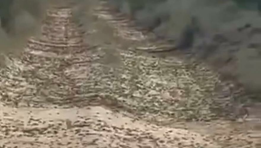 МСХ после появления видео нашествия саранчи отчиталось о мерах в Кызылординской области