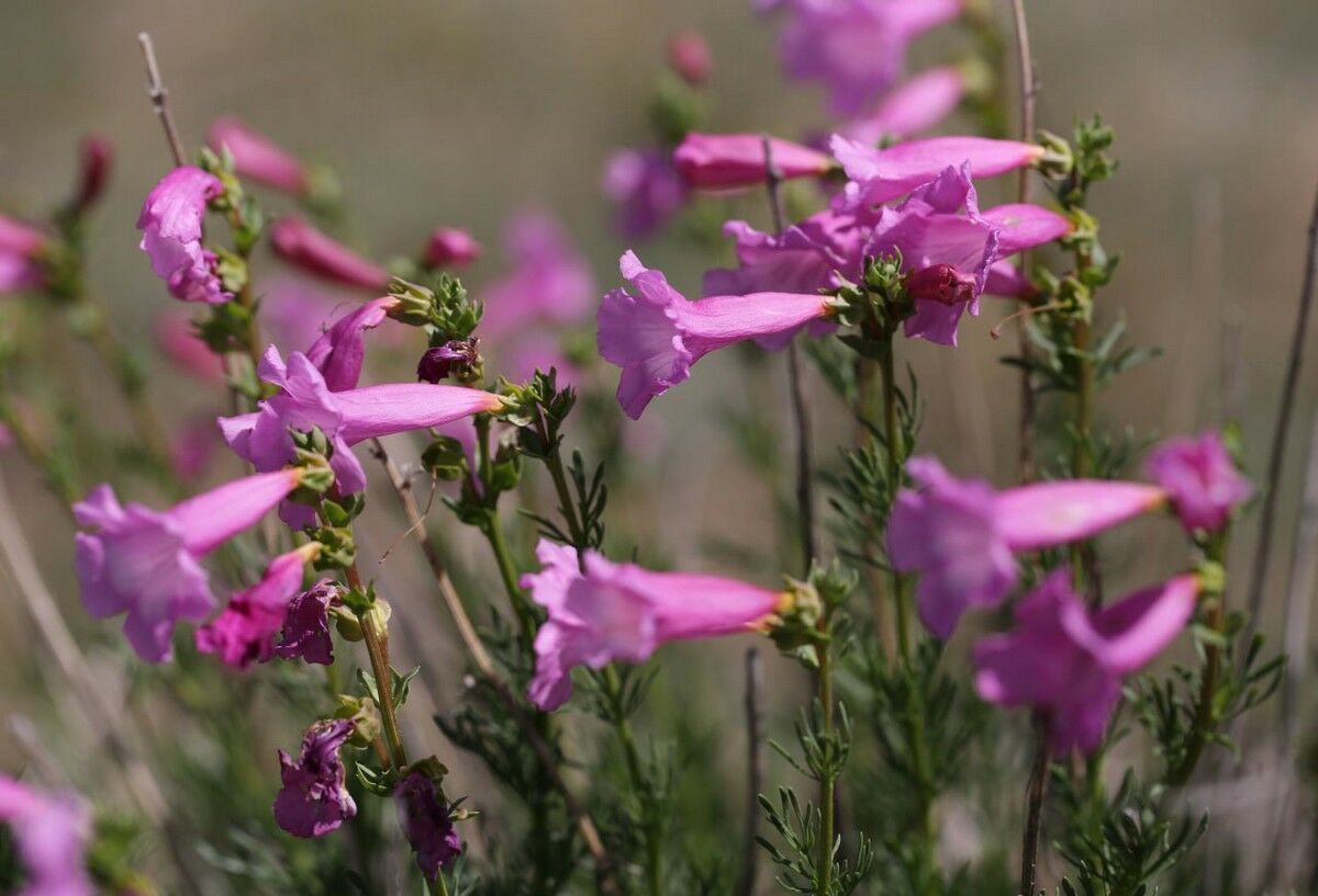 Недзвецкия: найти и сохранить