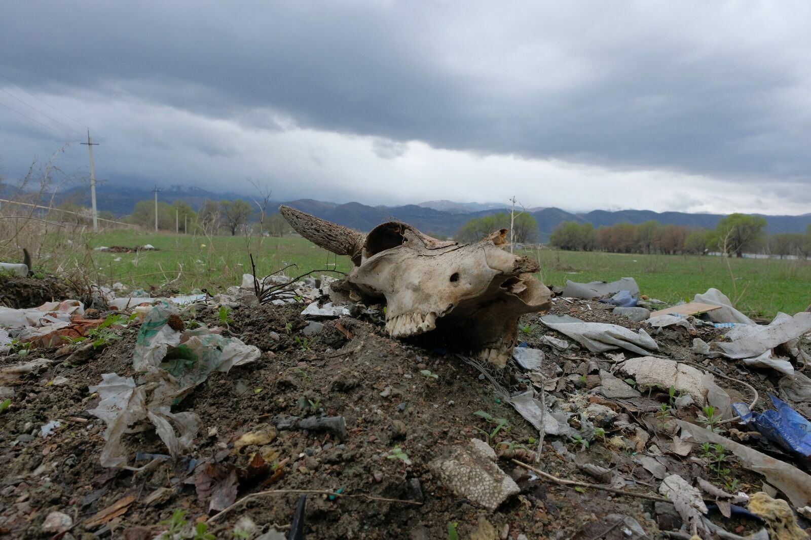 Более 200 небезопасных захоронений сибирской язвы существует в Казахстане