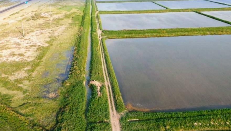 Свыше 15 тыс. га посевных площадей восстановили в Кызылординской области