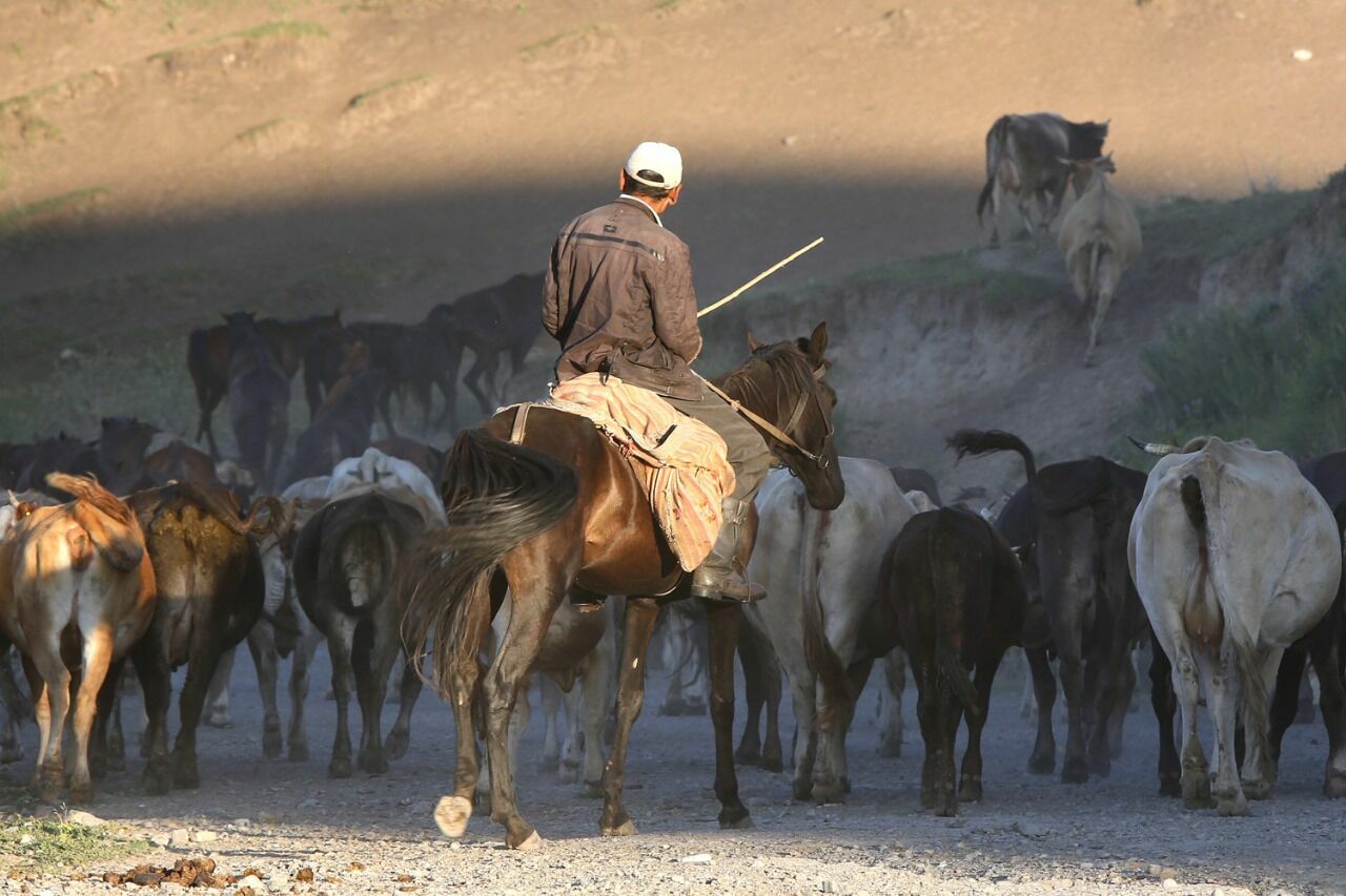 Около 190 скотокрадов задержали с начала года в Казахстане