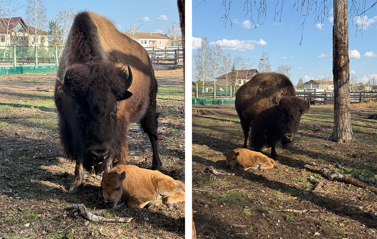 С пополнением!