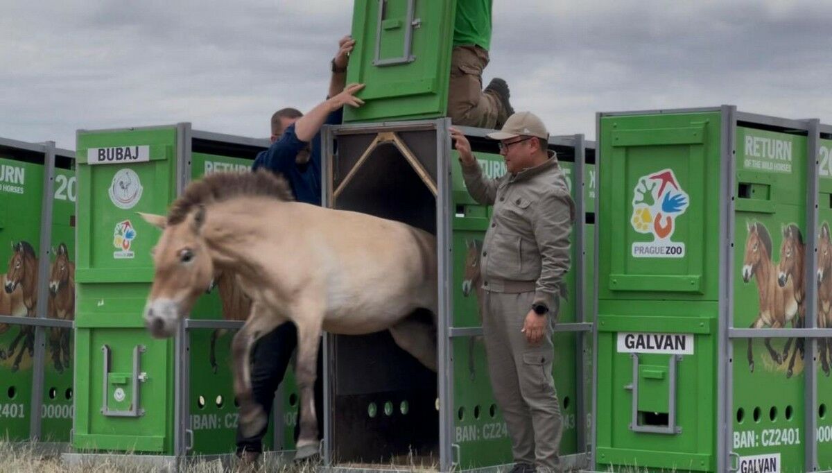 Возвращение домой