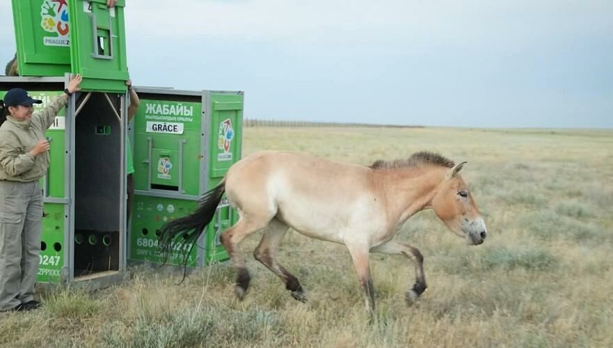 Восемь лошадей Пржевальского доставлены в Костанайскую область