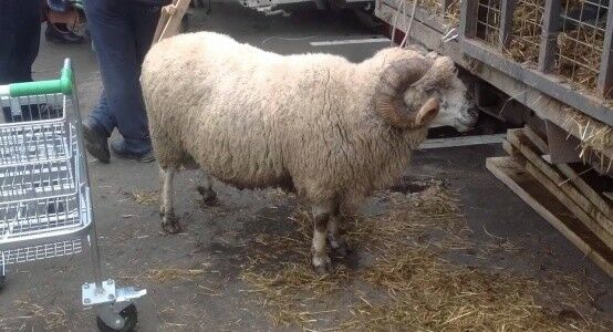 Места для жертвоприношений на Курбан айт определили в Астане