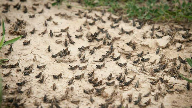 844 тыс. га полей обработали от саранчи в Казахстане