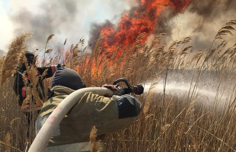 Тростник горит на территории резервата «Ак Жайык» в Атырауской области