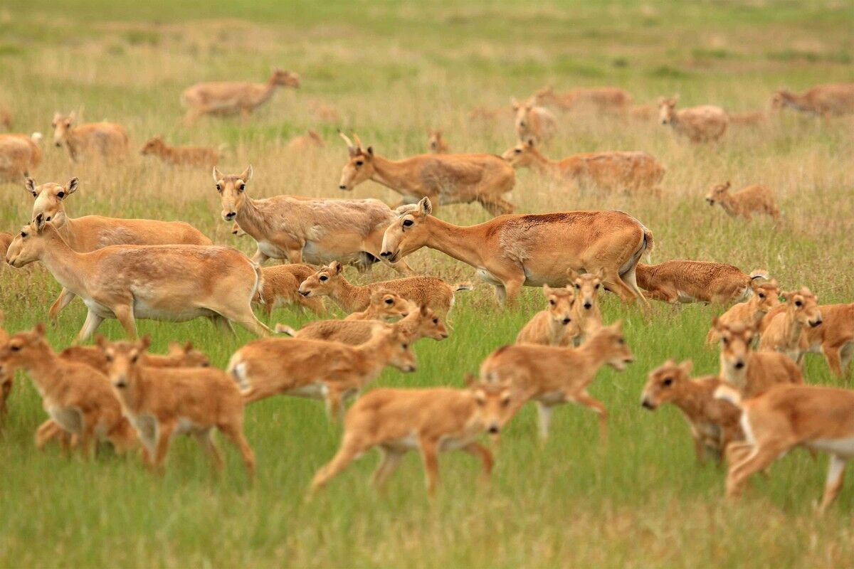 Убить, разделать и раздать?