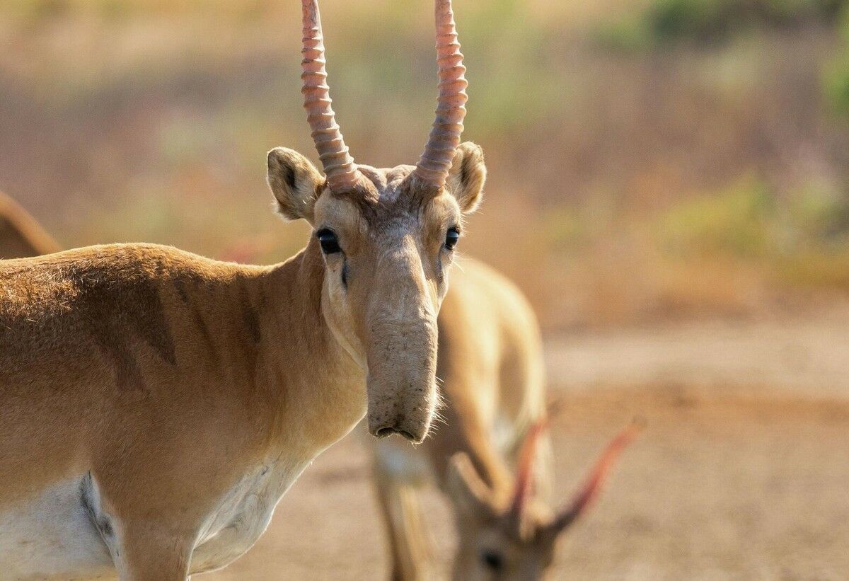 Назрел жёсткий отстрел?
