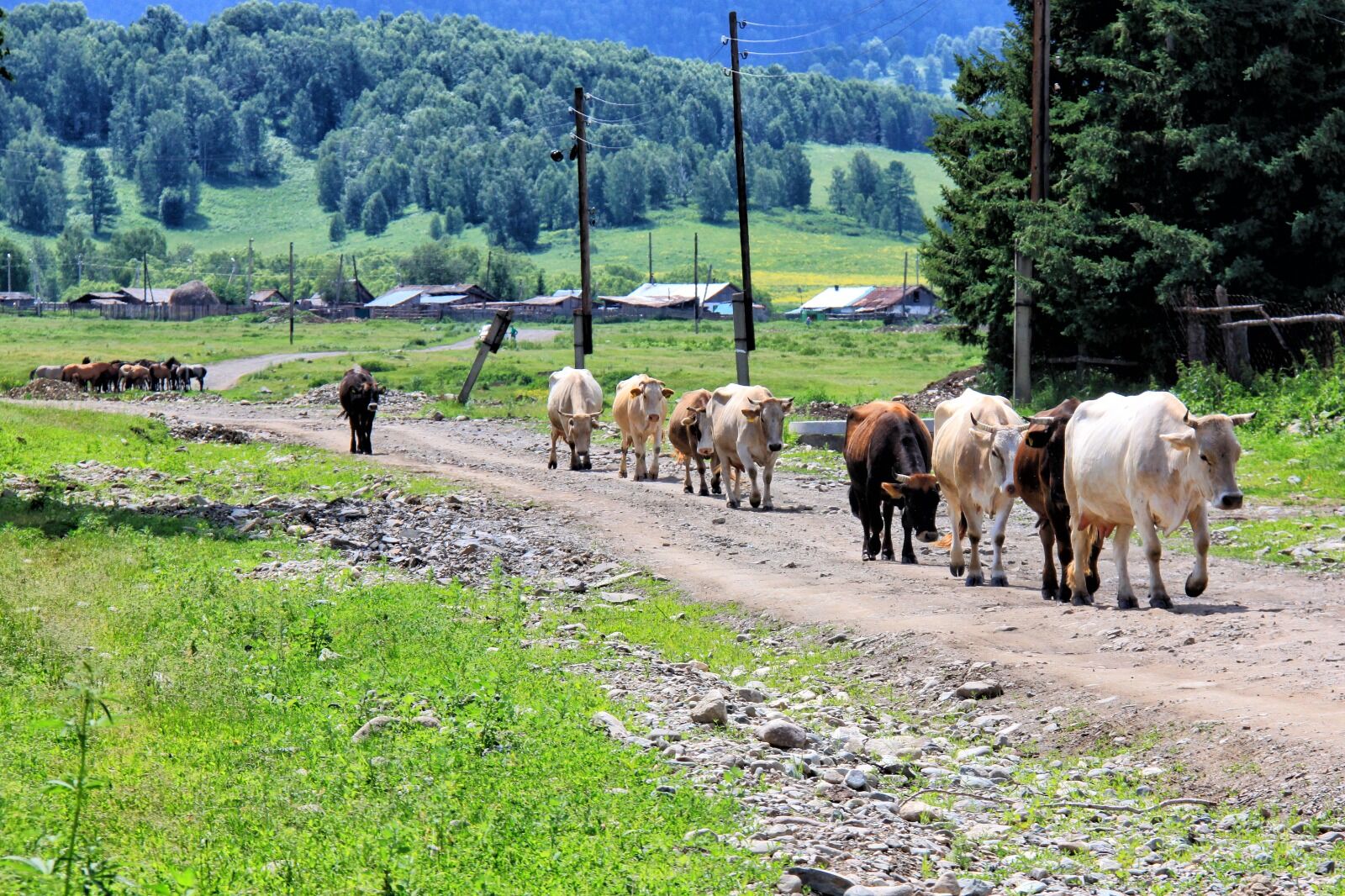 В стране подсчитают огороды и скот