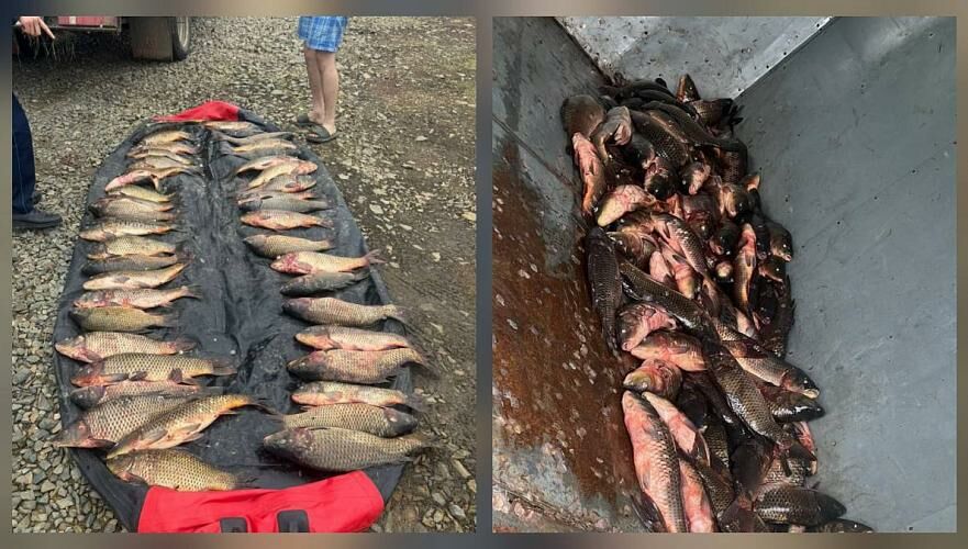 178 кг незаконно добытого карпа изъяли в Акмолинской области