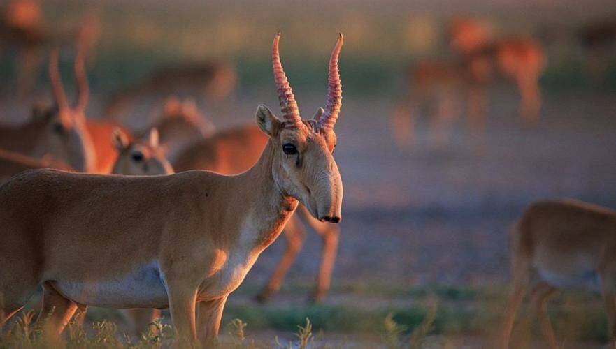 Казахстан передаст Китаю 1,5 тыс. особей сайгаков для восстановления их популяции в КНР