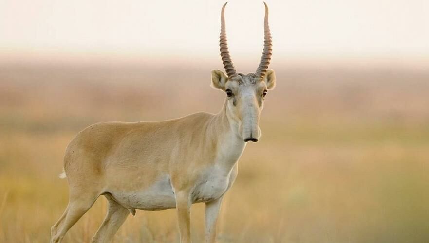 Двоих осудили за незаконную охоту на сайгаков в Улытау