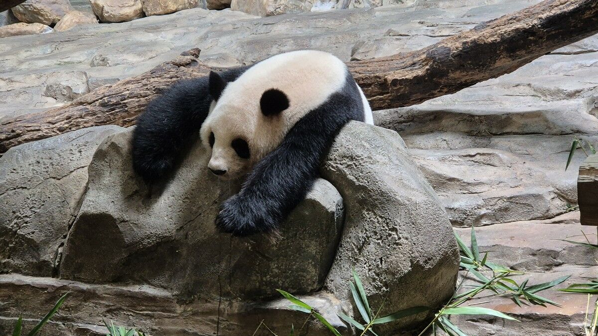 Ни хао, Гуанчжоу! – Фото №5 Ни хао, Гуанчжоу! – Фото №5