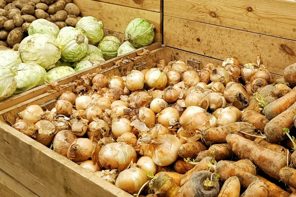 Темпы сбора раннего урожая опережают плановые показатели