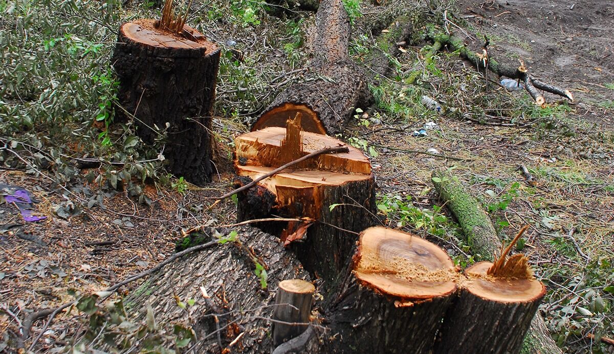 Нарубил на штраф