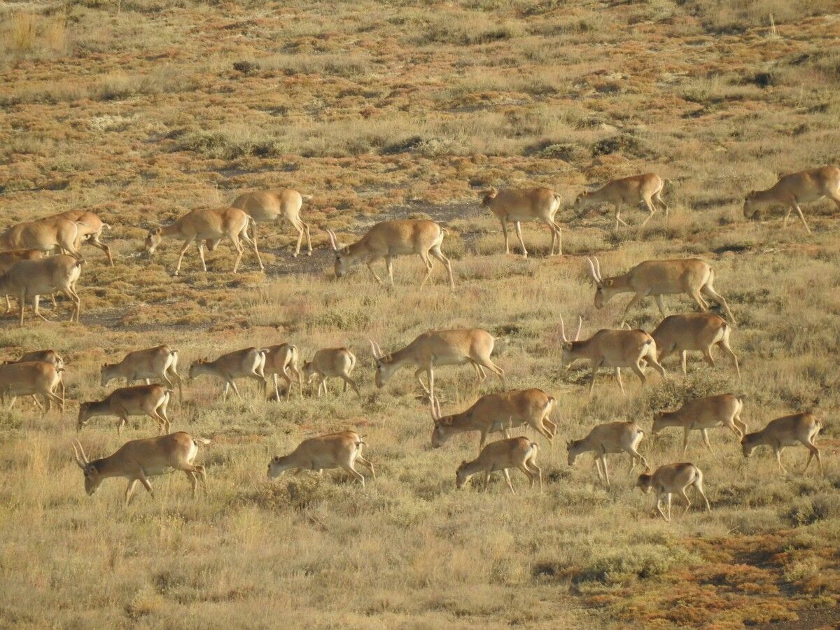 Эта сайга - кого надо сайга