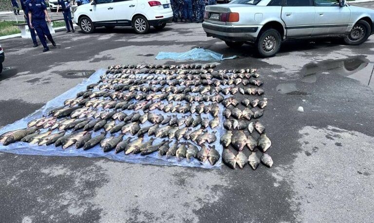 Предполагаемую ОПГ браконьеров ликвидировали в Туркестанской области